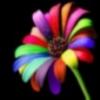 Sachi's Photo