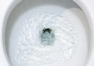 why-does-my-toilet-keep-flushing-on-its-own.webp