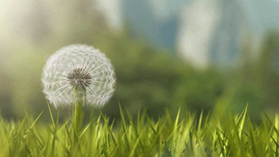 image.gif