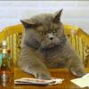 myCATisTOOfat
